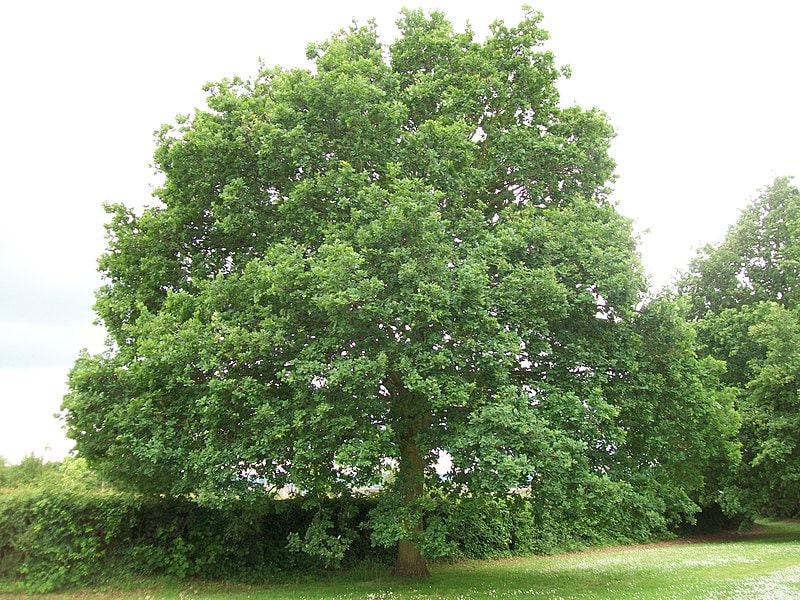 oak trees in pennsylvania