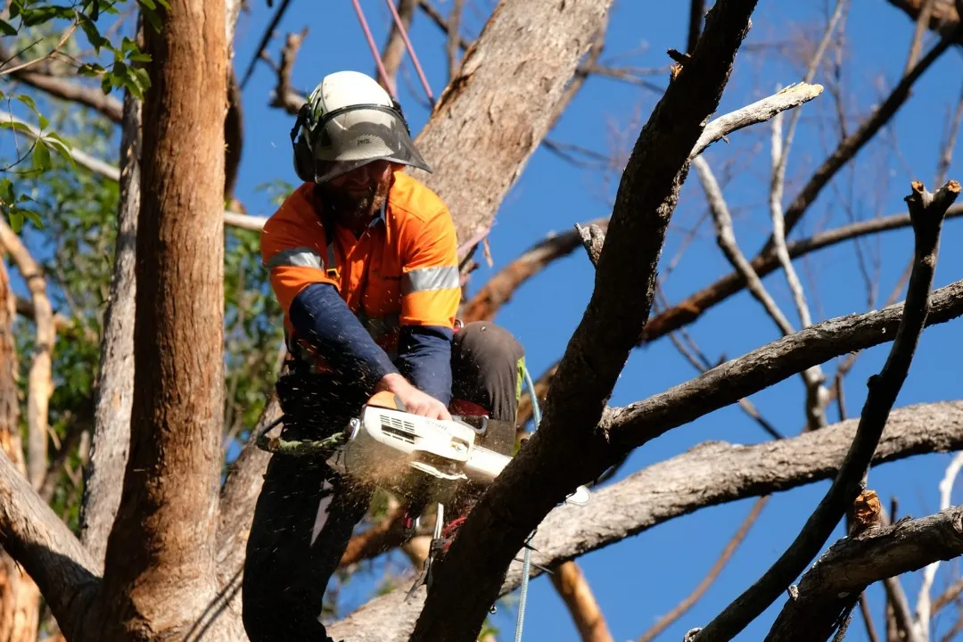 Professional Tree Care