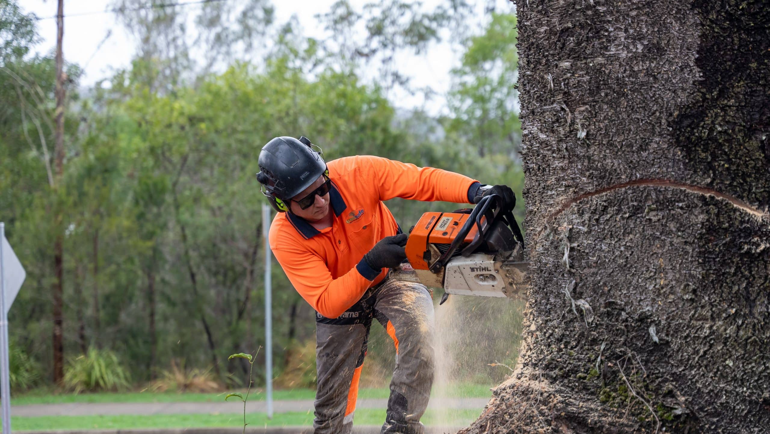 Tree Removal